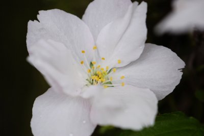 Prunus serrulata 'Amanogawa' - višeň pilovitá - květ
